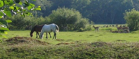 Glen Avon Bed & Breakfast, Horses