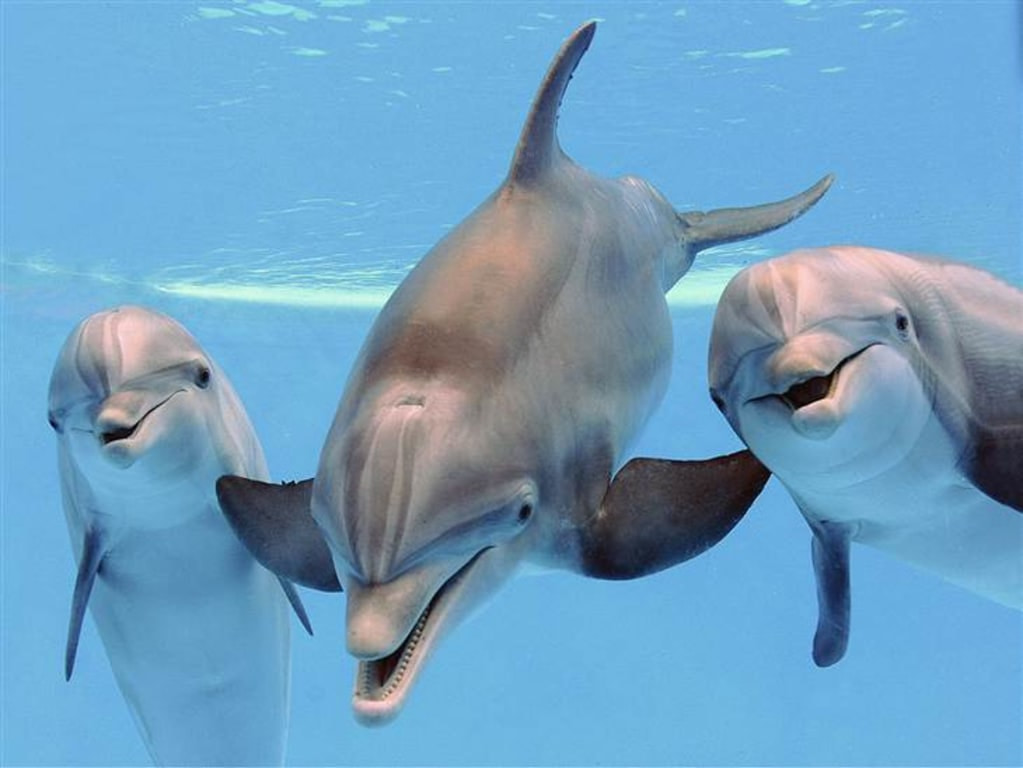 dolphins
