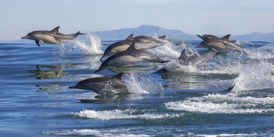dolphins1