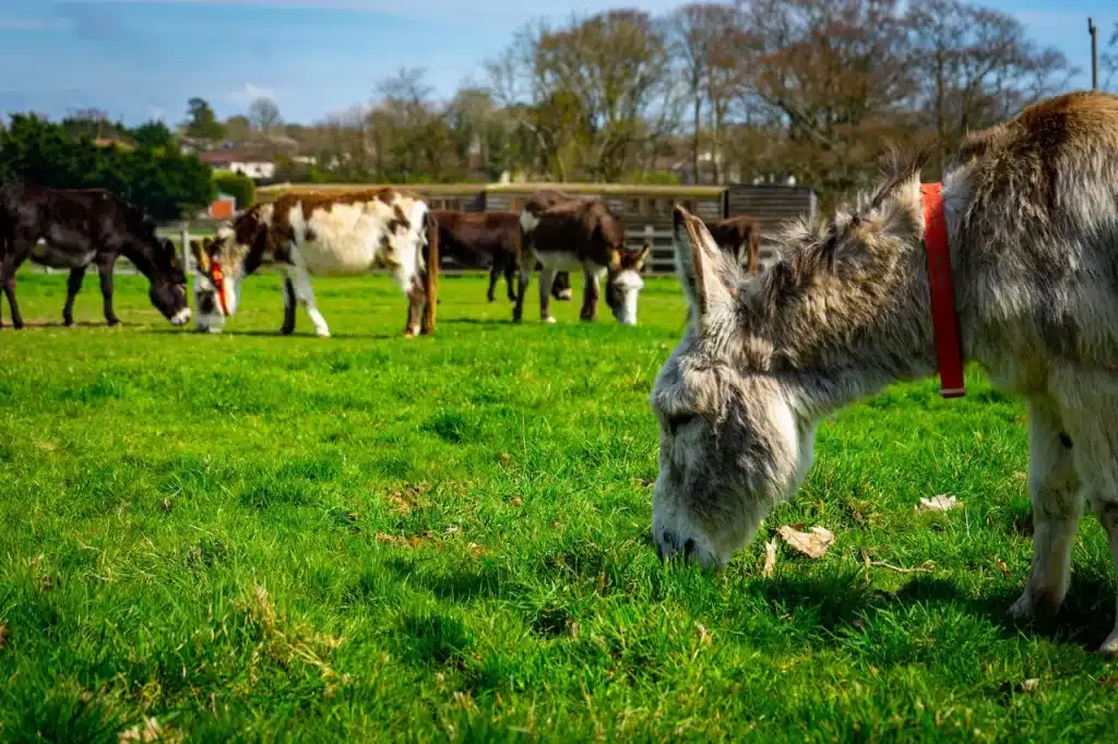 Donkeys on the Green Field A Capital for Wildlife