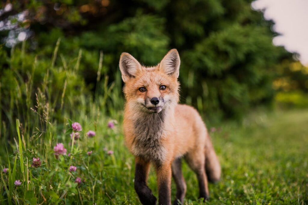 BOURNEMOUTH wildlife