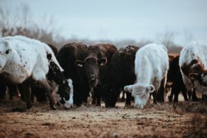 Cattles eating grass in the farm
