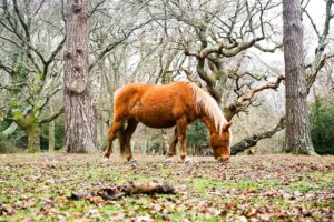 Donkey eating grass in the forest 