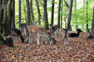 Group of deers in the Forest 