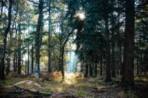 The New Forest