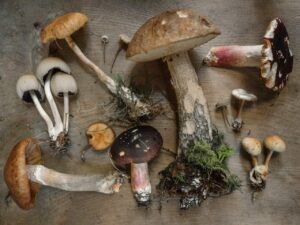 New Forest Wild & Exotic Mushrooms
