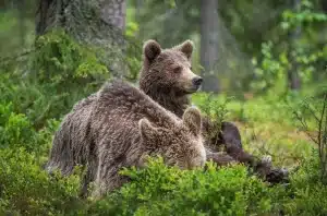 The Two Bear In The New Forest Wildlife