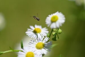 Small fleabane flower