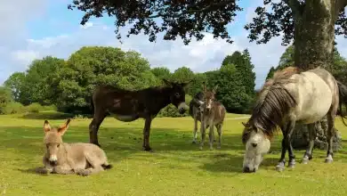 The New Forest Wildlife