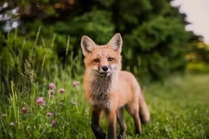 The New Forest Wildlife Red Fox