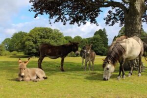 Wildlife in New Forest 