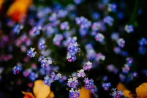 Purple Flowers A Guide to the Wildflowers