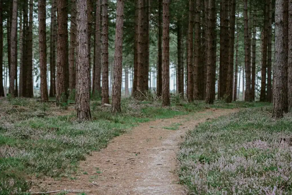 Forest Trees Keeping The New Forest Clean