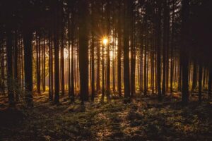 View of the trees and sun in the forest.