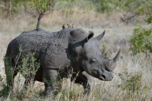 Kruger Park Discovering National Parks