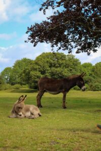 What New Forest Residents Can Do To Be Greener