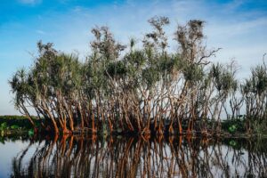 Yellow River Cooinda Kakadu National Park