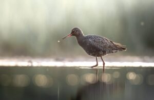 Birds Of The New Forest Redshank