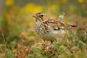 Woodlark (Lullula arborea)