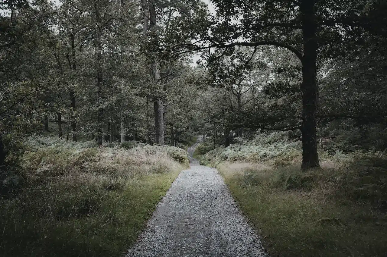 Pathway Surrounded by Trees Explore Slufters Inclosure Walk