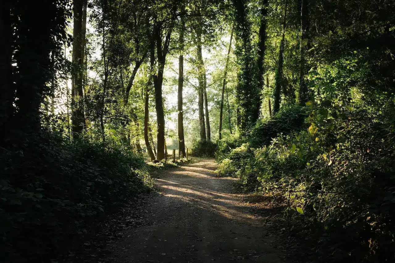 The Link To This New Forest National Park Website