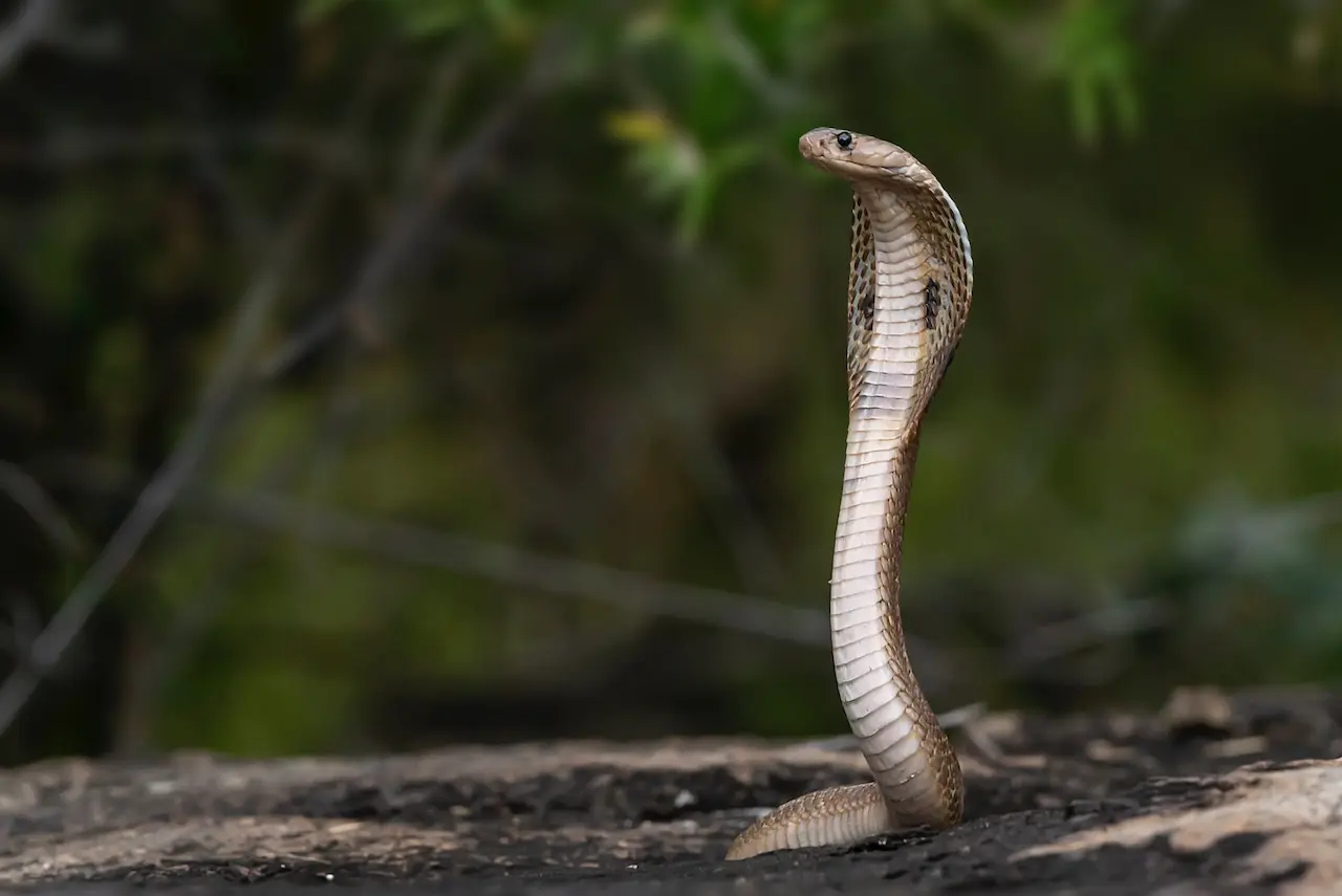 Snake on the Ground Snake Bites Dog