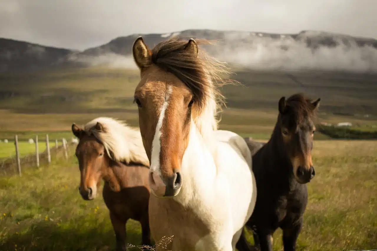 Three Horses In The Field The New Forest Pony