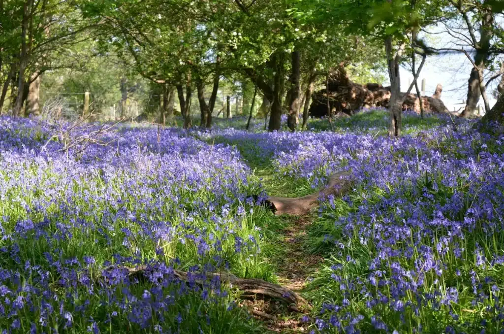 Roydon Woods nature reserve Brockenhurst UK