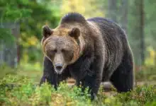 Explore the Wildlife in the UK