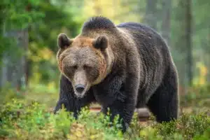 Explore the Wildlife in the UK
