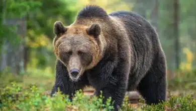 Explore the Wildlife in the UK