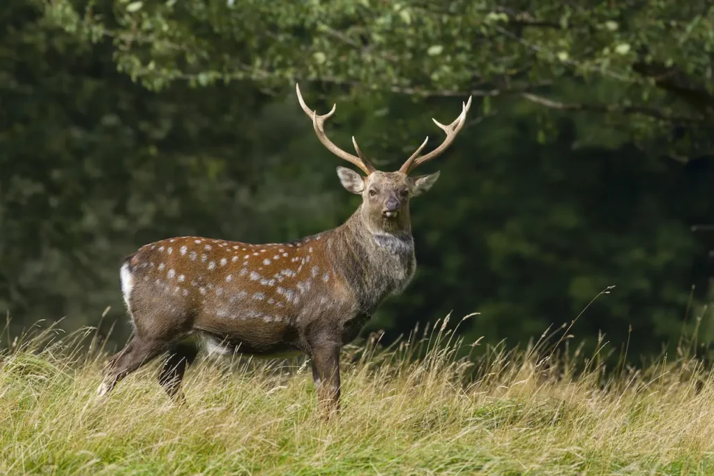 The Sika Deer (Cervus nippon)