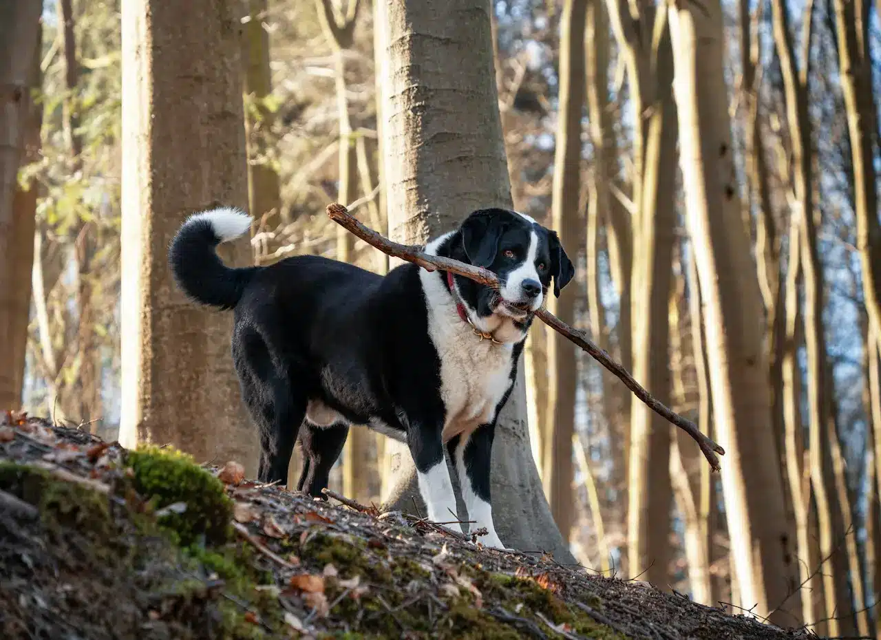 Dog Carrying Large Stick