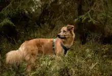 How Forest Play Can Teach Your Dog Better Greetings