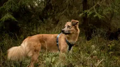 How Forest Play Can Teach Your Dog Better Greetings
