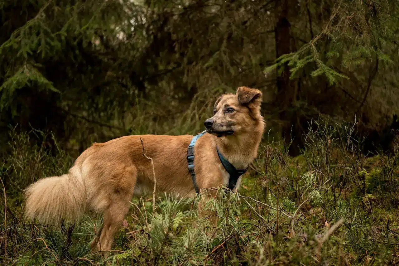 How Forest Play Can Teach Your Dog Better Greetings