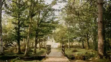 New Forest Getaway