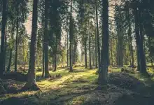Tech Hacks for Exploring the New Forest National Park