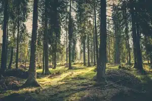 Tech Hacks for Exploring the New Forest National Park