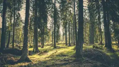 Tech Hacks for Exploring the New Forest National Park
