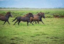 The Benefits of Outdoor Life for Horses