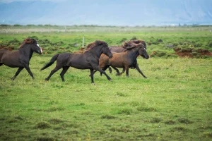 The Benefits of Outdoor Life for Horses