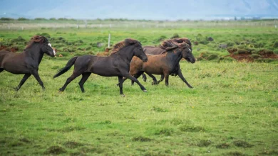 The Benefits of Outdoor Life for Horses