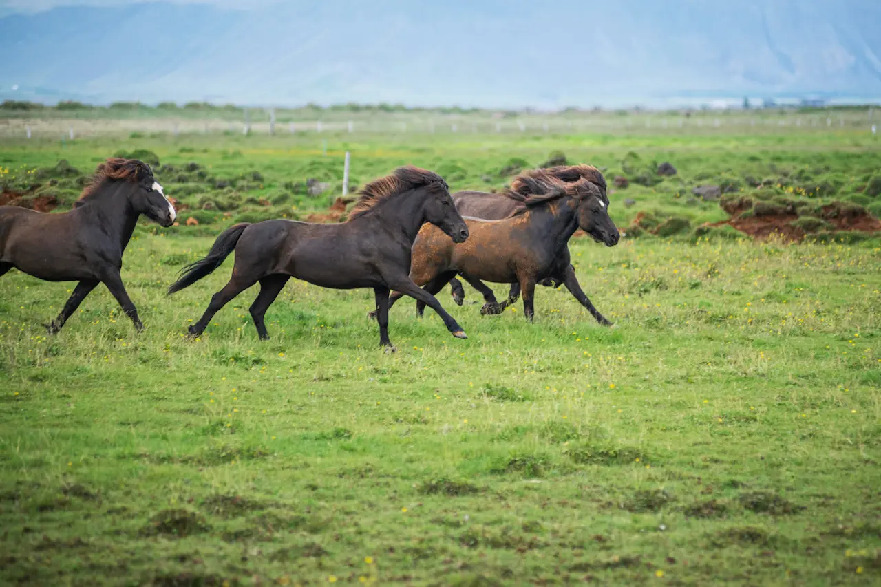 The Benefits of Outdoor Life for Horses
