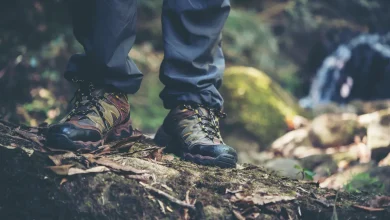 How to Enjoy the New Forest’s Nature and Wildlife Without Breaking the Bank