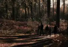 New Forest Activities for Single-Parent Families