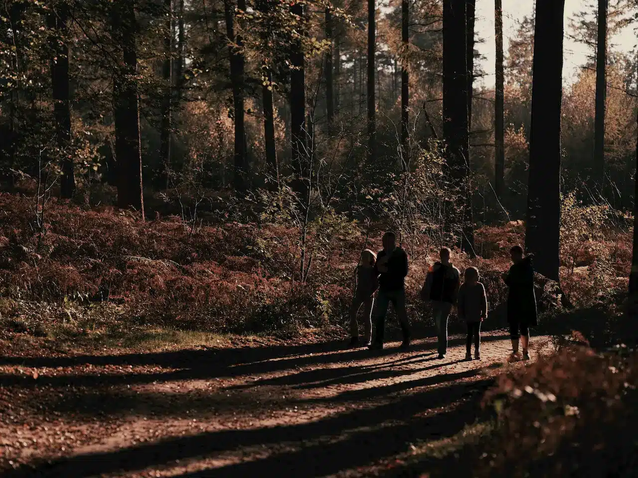 New Forest Activities for Single-Parent Families