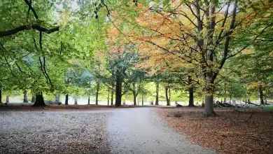 Keep New Forest Water Clean