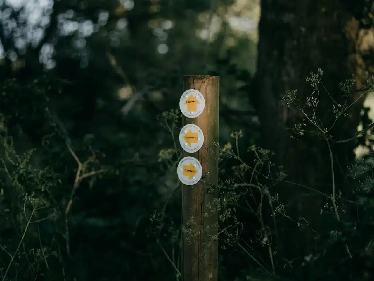 Hiking in the Woods